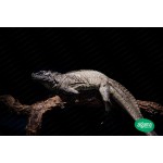 Reptiles y exóticos